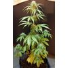 Dark Kush Auto, Фасовка: 3+3, изображение 2